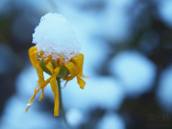 雪の朝(小菊の花)