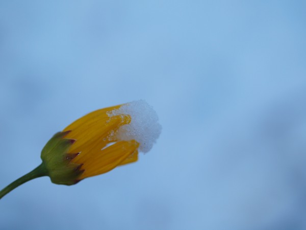 雪の朝(小菊の花)