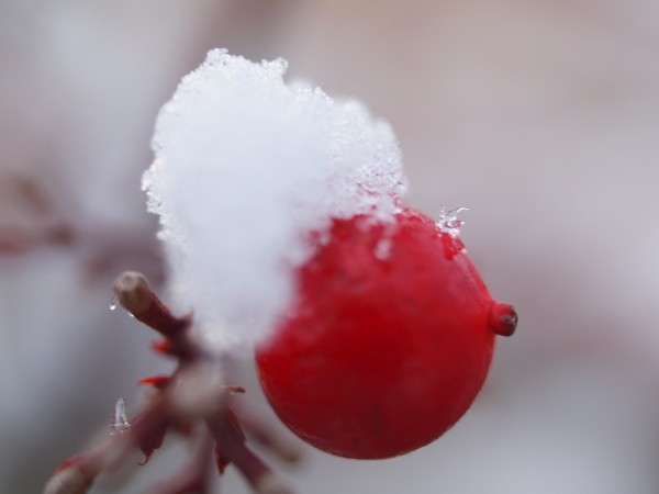 雪の朝(ナンテンの実)