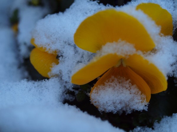 雪の朝(パンジーの花)