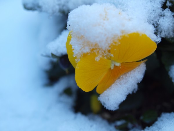 雪の朝(パンジーの花)