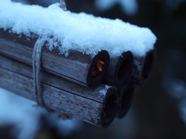 雪の朝(竹筒トラップ・ツルガハキリバチの巣)