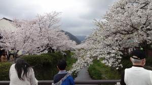 2一の坂の桜