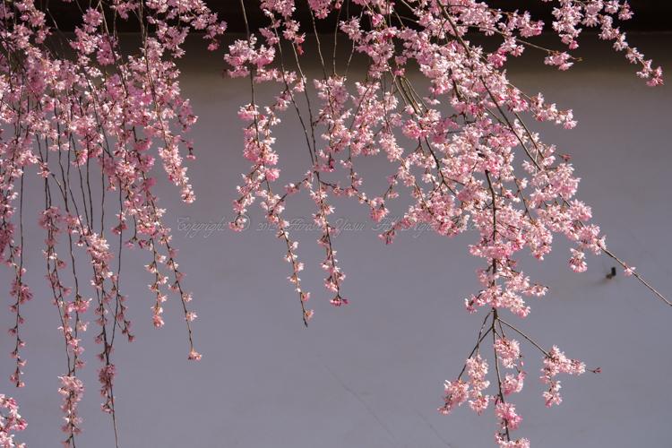 しだれ桜宮島130326-1000299_convert_20130328214910