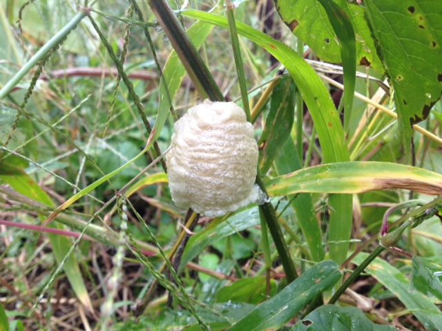 カマキリ卵