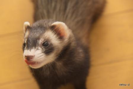 IMG_0445_20120504171746.jpg