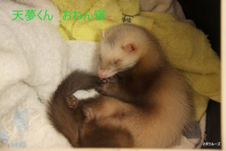 IMG_0484_20120530231346.jpg
