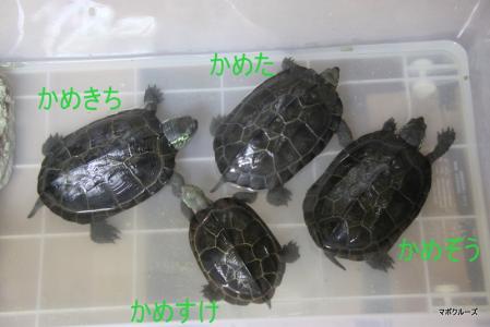 クサガメ