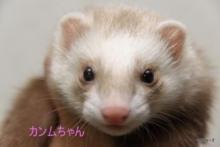 フェレット カンムちゃん