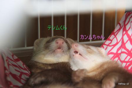 寝ているフェレット