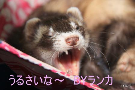 フェレット ランカちゃん