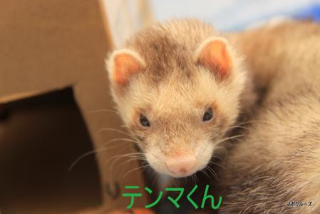 フェレット テンマくん