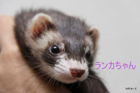 フェレット ハンモック