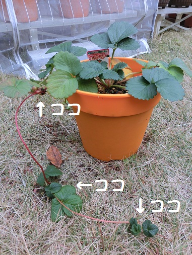 CIMG0590.jpg