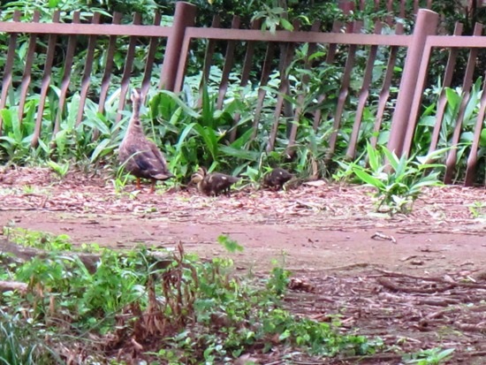 20120724-9.jpg