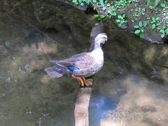20120801-29.jpg