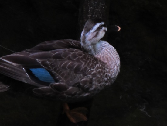 20120801-30.jpg