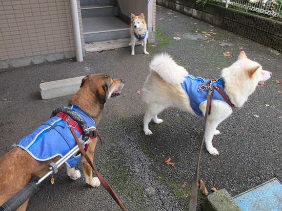 20120904.jpg