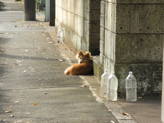 20121101-2.jpg