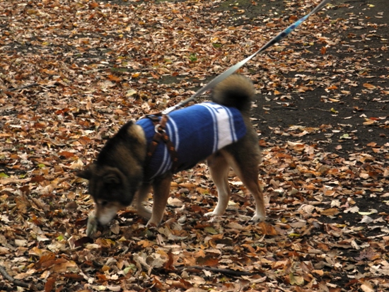 20121201-3.jpg