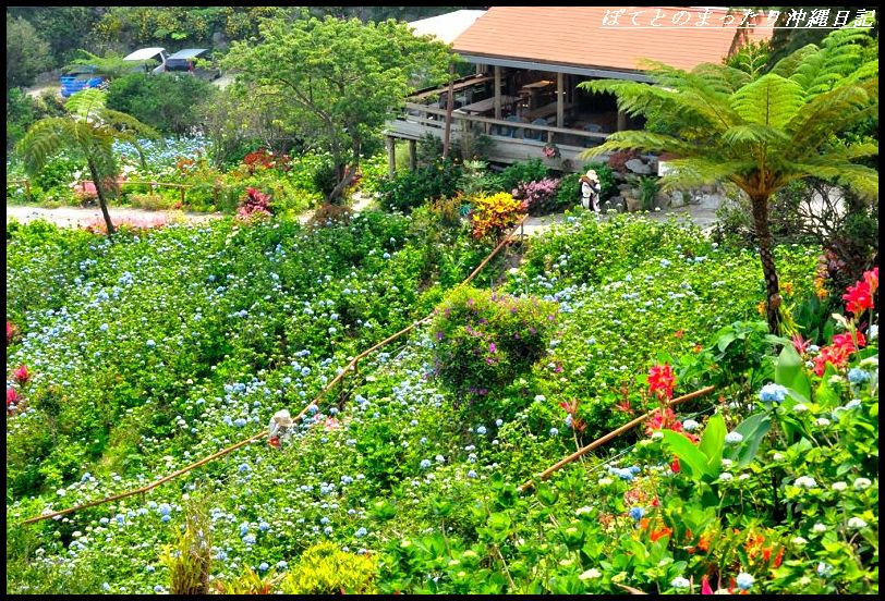 沖縄特有のシダ植物とアジサイ
