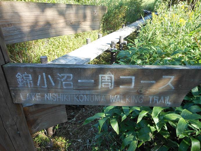 たる7
