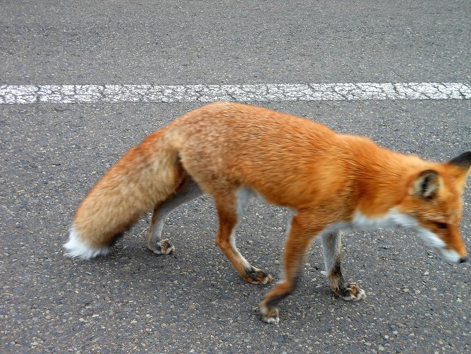 秋6