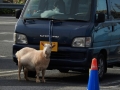 やぎ
