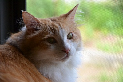 DSC_1936.jpg