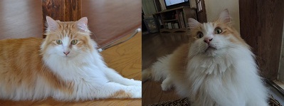 moko.jpg