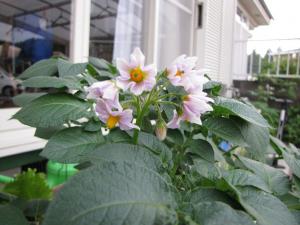 IMG_9066s.jpg
