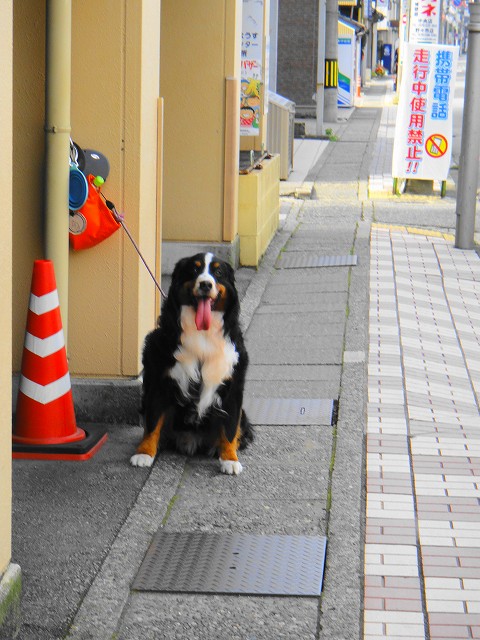 DSC005734 (1)