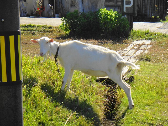 DSC005916 (1)