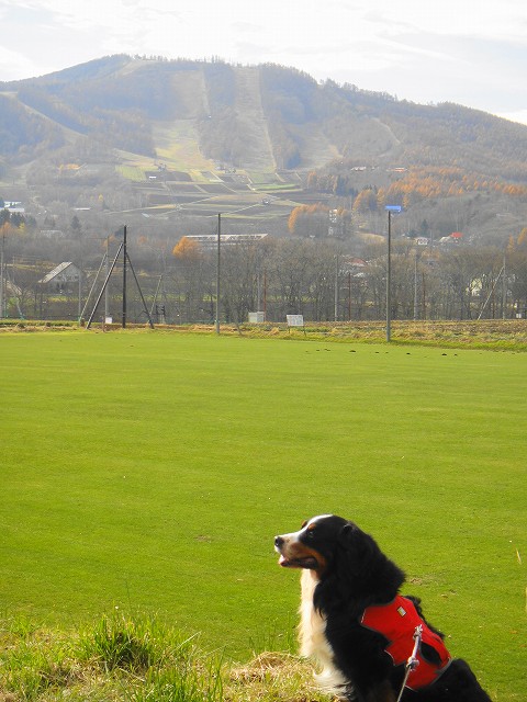 DSC005990 (1)