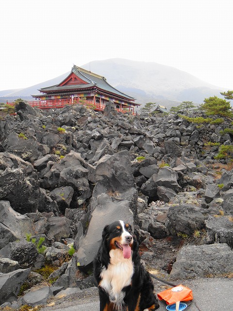 DSC006042 (1)