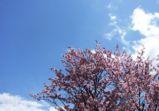 桜