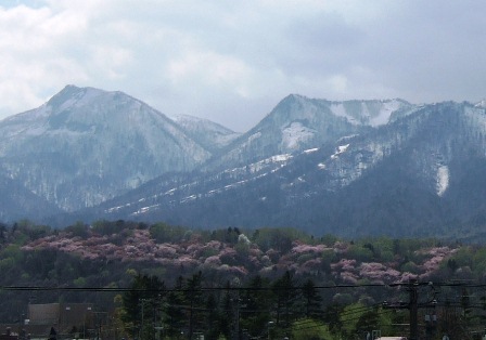 桜その2