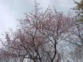 0120503さくら