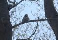 0120506探鳥会5