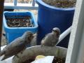 DSC02113.jpg