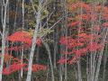 DSC02206.jpg