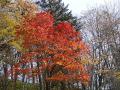 DSC02207.jpg