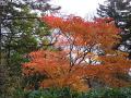 DSC02208.jpg