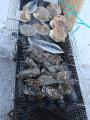DSC02261.jpg