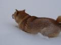 DSC02278.jpg