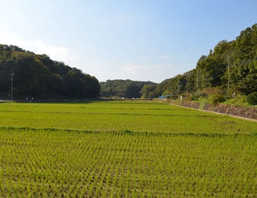 DSC_0086.jpg
