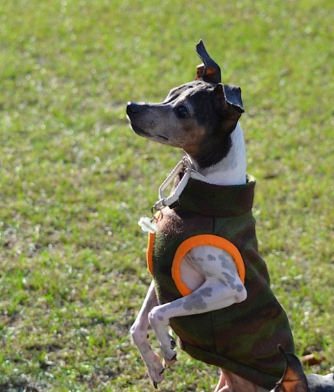 DSC_0192_20141105163352c07.jpg