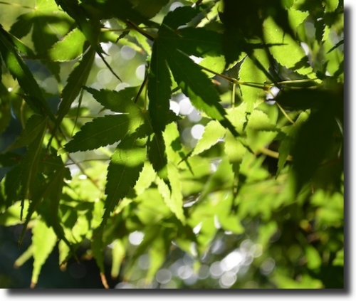 cmanjp_20141019152905.jpeg