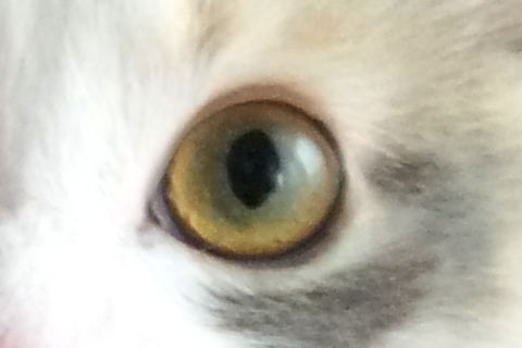 eye.jpg