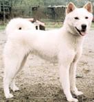 Korean_Jindo_Dog.jpg